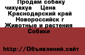 Продам собаку чихуахуа  › Цена ­ 6 000 - Краснодарский край, Новороссийск г. Животные и растения » Собаки   